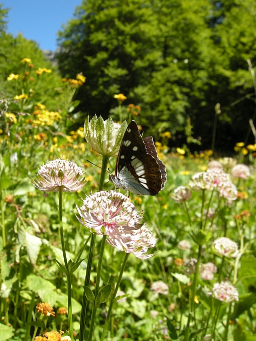 Limenitis reducta e camilla